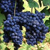 Tüplü Şaraplık Syrah (Şiraz) Üzüm Asma-Bağ Fidanı
