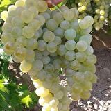 Tüplü Kokulu Sauvignon Blanc Üzüm Asma-Bağ Fidanı