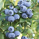 Tüplü Aromatik Verimli Oneal Yaban Mersini Likapa Blueberry Fidanı
