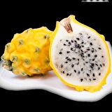Tüplü Nadir Sarı Pitaya Yellow Dragon Fruit (Ejder Meyvesi) Fidanı