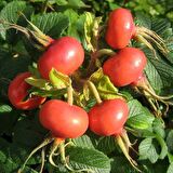 Tüplü Erkenci Hollanda Tipi Rosa Rugosa Kuşburnu Fidanı