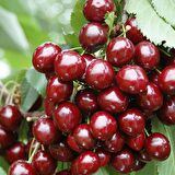 Tüplü Aşılı Kendine Verimli Leziz Aromatik Sweet Heart Kiraz Fidanı
