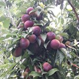 Tüplü Aşılı Verimli Aromatik Formosa Japon Erik Fidanı