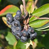 Tüplü Siyah Aronya Aronia Chokeberry Fidanı(10-20 Cm)