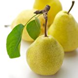 Tüplü Aşılı Bol Verimli Aromatik Williams Bartlett Armut Fidanı