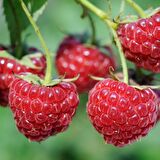 Tüplü Nadir Bulunan Bol Verimli Ruby Ahududu Fidanı