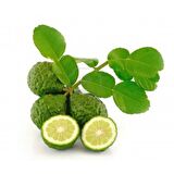 Tüplü Aşılı Nadir Bulunan Kaffir Lime Limon Fidanı
