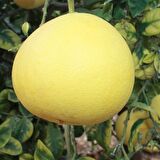 Tüplü Aşılı Nadir Bulunan Şadok Pomelo (Ağaç Kavunu) Fidanı