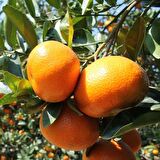 Tüplü Aşılı Bol Verimli Aromatik W.Murcott Mandalin Fidanı