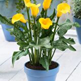 Calla Lily Hanoi Zantedeschia Gala Çiçeği Soğanı (1 Adet)