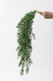 Yapay Okaliptus Sarmaşık Uv Korumalı Koyu Yeşil 90 Cm 5 Dal