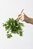 Yapay Limon Yaprağı Demeti Yeşil Krem 30 Cm 7 Dal(Uv)