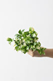 Yapay Limon Yaprağı Demeti Yeşil Krem 30 Cm 7 Dal(Uv)