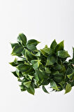 Yapay Limon Yaprağı Demeti Yeşil 30 Cm 7 Dal(Uv)
