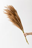 Yapay Pampas 100 Cm Tek Dal Kahverengi 5'li