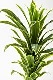 Yapay Dracaena Fragrans Ağacı 100 Cm Gri Küre Saksı