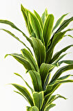 Yapay Dracaena Fragrans Ağacı 100 Cm Beyaz Küre Saksı
