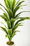 Yapay Dracaena Fragrans Ağacı 100 Cm Beyaz Küre Saksı