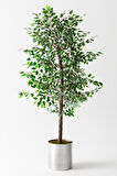 Yapay Starlight Benjamin Ağacı 200 Cm
