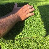Dona Dayanıklı Dichondra Repens Fare Kulağı Tohumu(1000 gram)
