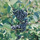 Nero Siyah Aronya Aronia Chokeberry Fidanı (20-40 cm) 5 Adet