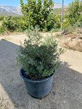 Saksıda Bodur Tipte Zeytin Fidanı Meyve Verme Durumunda 20-30 Yaş Zeytin Fidanı