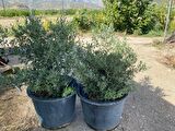 Saksıda Bodur Tipte Zeytin Fidanı Meyve Verme Durumunda 20-30 Yaş Zeytin Fidanı