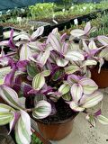 Tradescantia Nanouk Telgraf Çiçeği 13 Lük Saksıda
