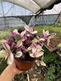 Tradescantia Nanouk Telgraf Çiçeği 13 Lük Saksıda