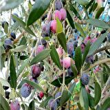 Tüplü Kırmalık Çizmelik Akhisar Uslu Zeytin Fidanı
