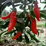 Tüplü Nq9 Goji Berry Kurt Üzümü Fidanı(Sınırlı Sayıda)