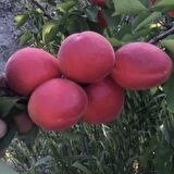 Tüplü Yüksek Verimli Zaiges Red Moon Kırmızı Kayısı Fidanı (10-30 cm)