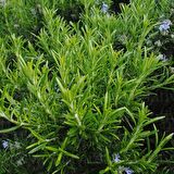 Aromatik Saksılık Abraxas Biberiye Fidesi (3 fide)