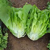 Flat İceberg Marul Fidesi (5 Adet)