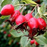 Tüplü Anadolu Dikenli Kuşburnu Fidanı