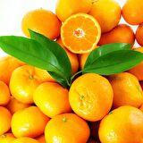 Tüplü Aşılı Aromalı Bol Verimli Miho Wase Mandalina Fidanı