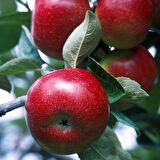 Tüplü Aşılı Erkenci Bol Verimli Yarı Bodur Early Red One Elma Fidanı
