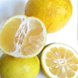 Tüplü Aşılı Nadir Bulunan Tatlı Şeker Limon Fidanı
