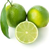 Tüplü Aşılı Tahiti Lime Quat (Çekirdeksiz Limon) Fidanı