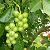 Tüplü Aşılı Yüksek Verimli Chandler Salkım Ceviz Fidanı (10 Adet)