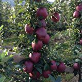 Tüplü Aşılı Yüksek Verimli Scarlet Spur Elma Fidanı