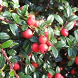 Tüplü Cotoneaster (Taş Elması) Fidanı