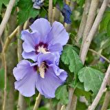 Tüplü Çit Hatmi (Hibiscus Syriacus) Fidanı