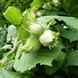 Tüplü Elle Kırılabilen Kuş Fındığı Fındık Fidanı