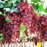 Tüplü İri Bol Verimli Red Globe Üzüm(Asma-Bağ) Fidanı