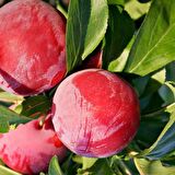 Tüplü İri Meyveli Geçci Yarı Bodur Autumn Giant Japon Eriği Fidanı