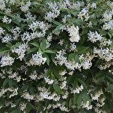 Tüplü Kokulu Lonicera Caprifolium Hanım Eli Fidanı (10 Adet)