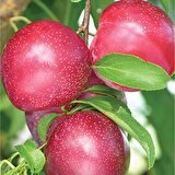 Tüplü Leziz Aromatik Verimli Yarı Bodur Fortune Japon Erik Fidanı