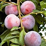 Tüplü Leziz Bol Verimli Yarı Bodur Quen Rosa Japon Erik Fidanı