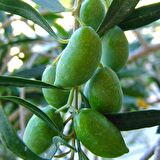Tüplü Meyve Verme Durumunda Bodur Koroneiki Zeytin Fidanı